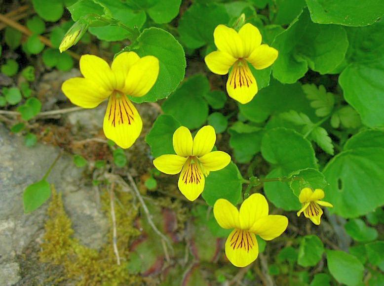Viola biflora / Viola gialla